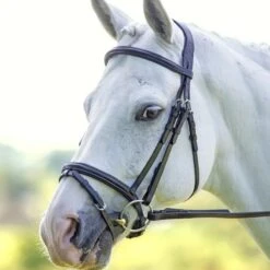 Rapida Padded Raised Flash Bridle
