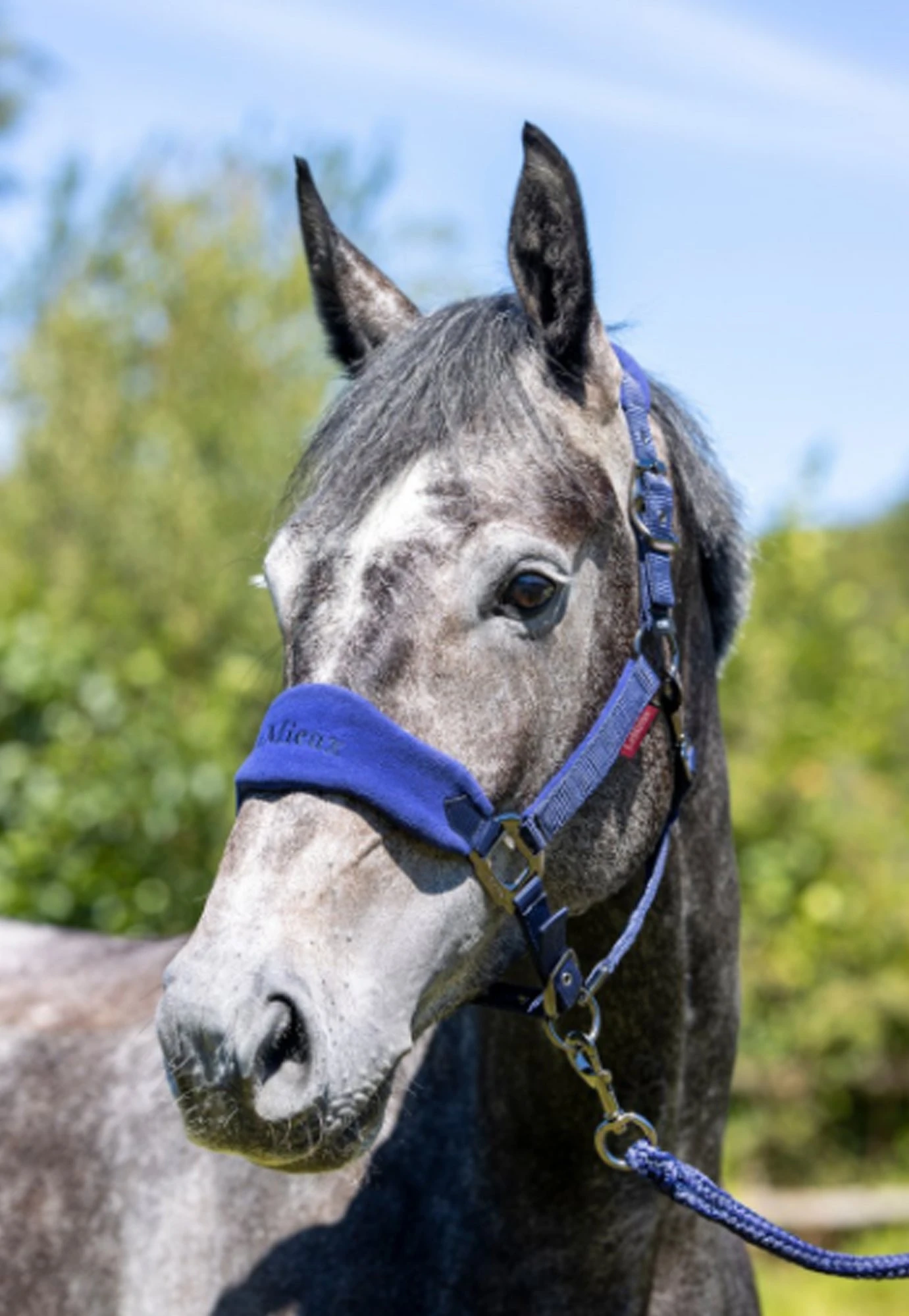 LeMieux Vogue Headcollar And Leadrope Ink Blue 4 LeMieux Vogue Headcollar And Leadrope Ink Blue - Image 2