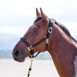 Shires Topaz Nylon Headcollar -Saddle Shop 11030 18566