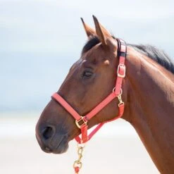 Shires Topaz Nylon Headcollar -Saddle Shop 11030 18572