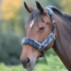 Shires Fleece Lined Headcollar -Saddle Shop 11031 18573