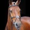 Shires Salisbury Brackley Bridle -Saddle Shop 11161 18813