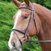 Gara Raised Flash Bridle -Saddle Shop 13209 24915