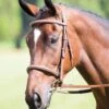 Avignon Padded Raised Caveson Bridle -Saddle Shop 13227 24925