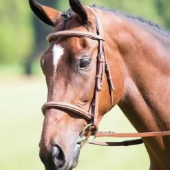 Avignon Padded Raised Caveson Bridle