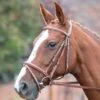Avignon Padded Raised Flash Bridle -Saddle Shop 13229 24931