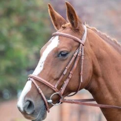 Avignon Padded Raised Flash Bridle