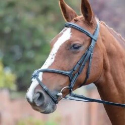 Avignon Grackle Bridle -Saddle Shop 13230 24933