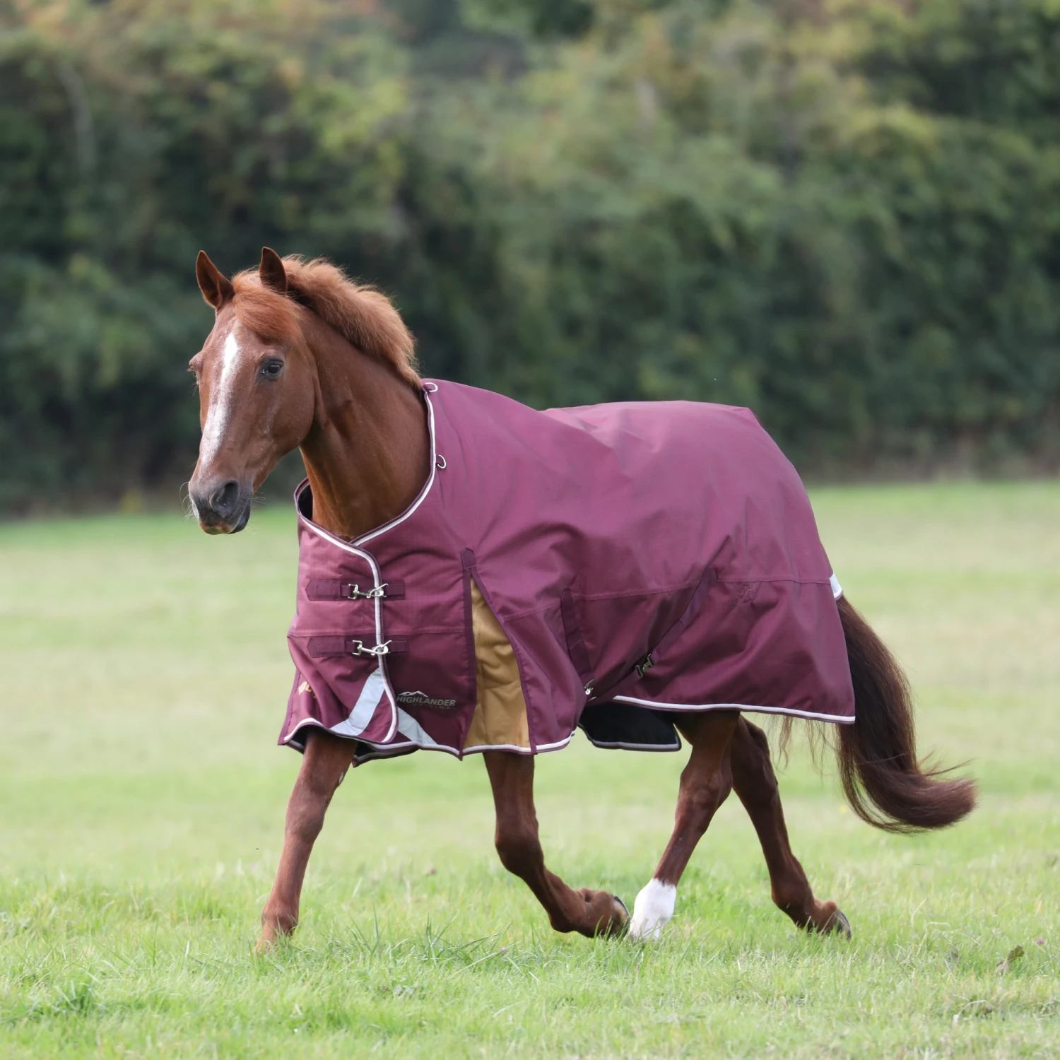 Shires Highlander Plus 100 Turnout Rug Maroon 4 Shires Highlander Plus 100 Turnout Rug Maroon - Image 2