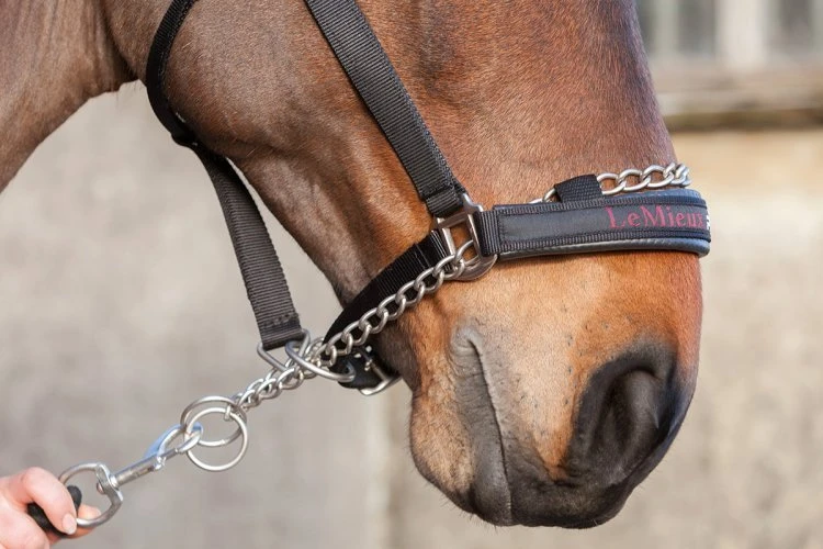 LeMieux Pro Safe Headcollar 4 LeMieux Pro Safe Headcollar - Image 2