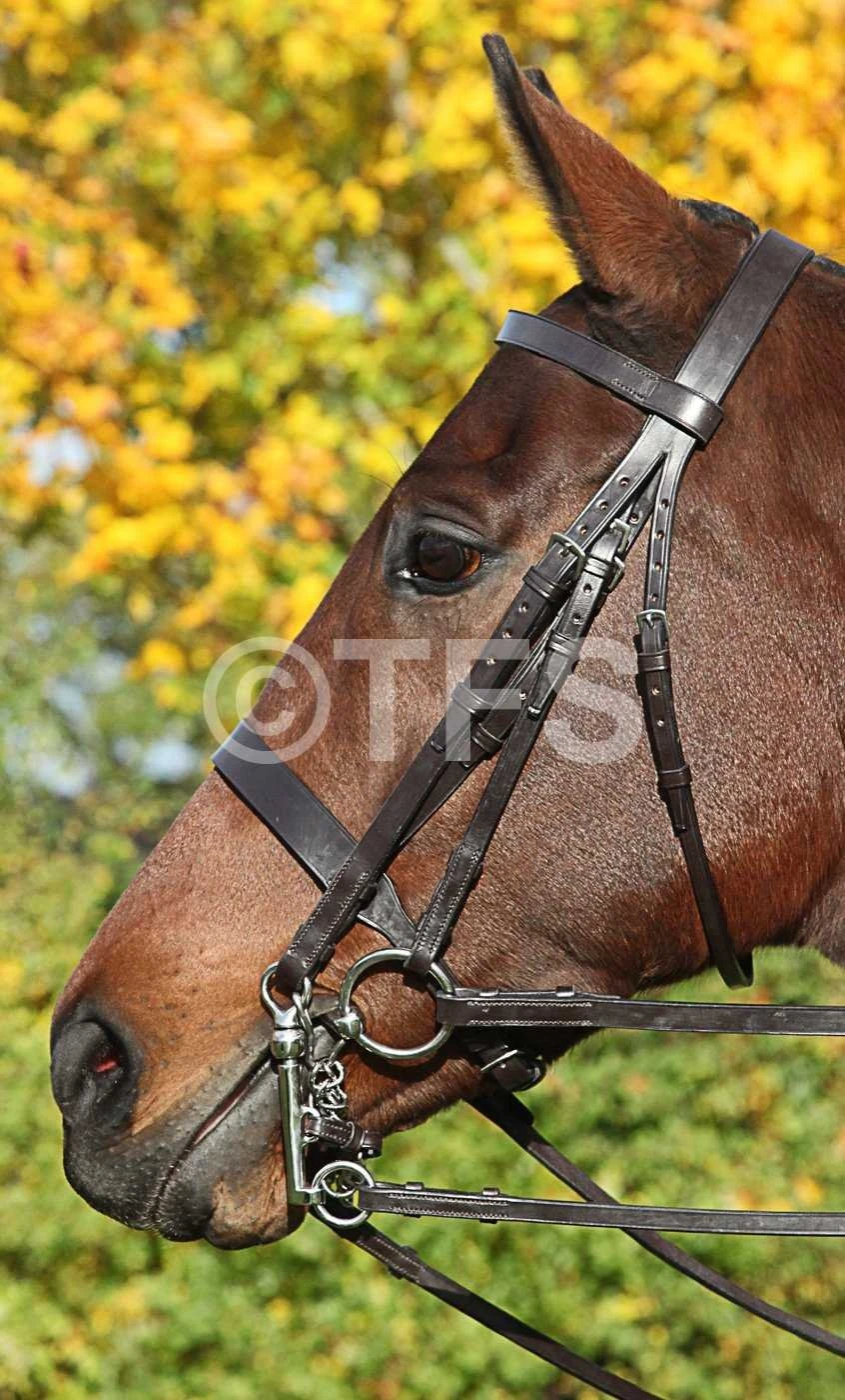 Townfields Flat Nose Hunt Weymouth Bridle 4 Townfields Flat Nose Hunt Weymouth Bridle - Image 2