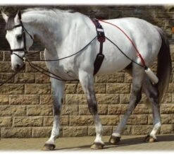 John Whitaker Training System