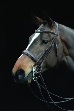 Collegiate Mono Crown Padded Raised Weymouth Bridle -Saddle Shop 9443 23866