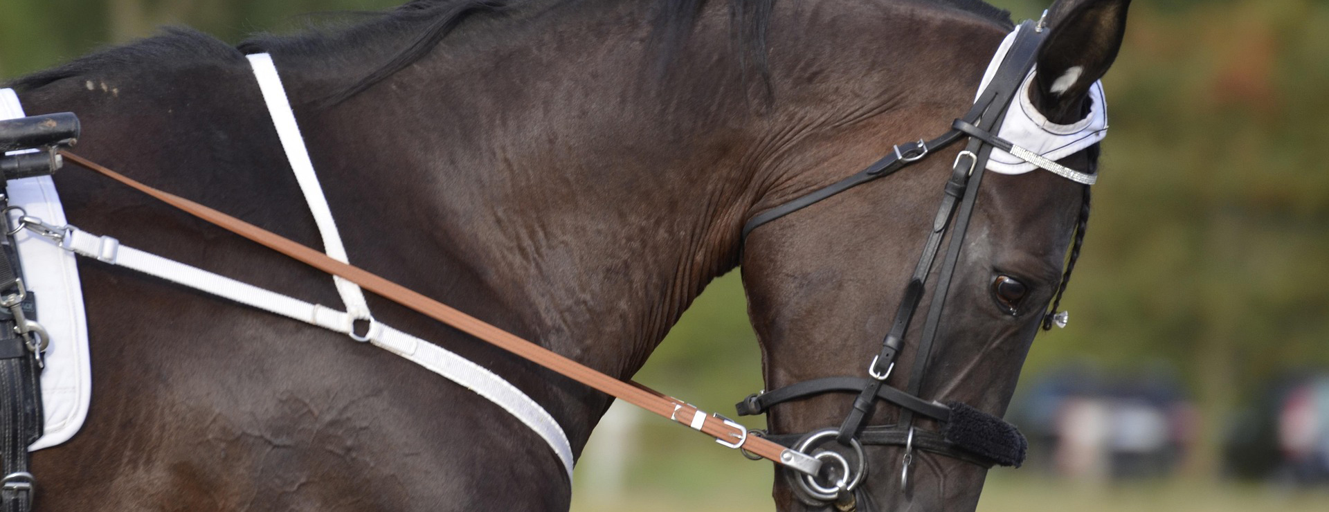 Saddle Shop -Saddle Shop harness racing 3599199 1920